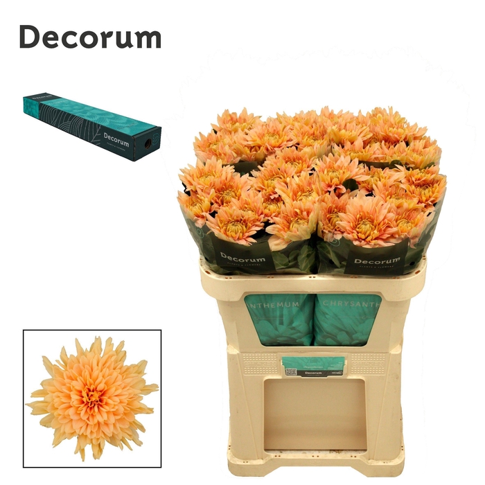 <h4>Chr G Kalimba Salmon</h4>