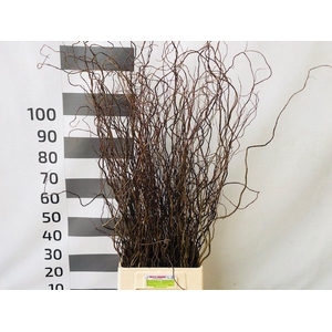 SALIX OV BS