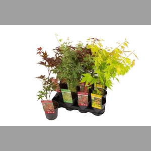 ACER PALMATUM
