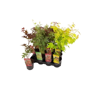 ACER PALMATUM