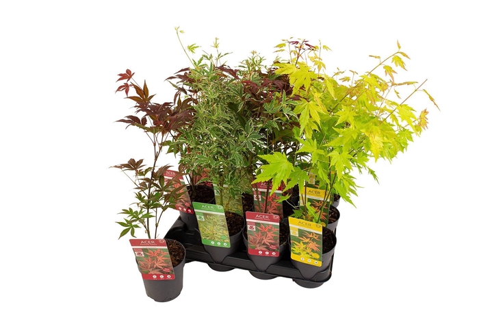 <h4>ACER PALMATUM</h4>