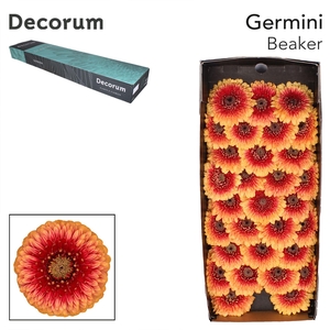Germini Pomponi Beaker Doos