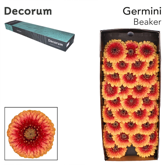 <h4>Germini Pomponi Beaker Doos</h4>
