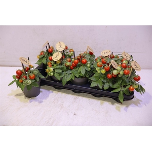 Tomatenplanten