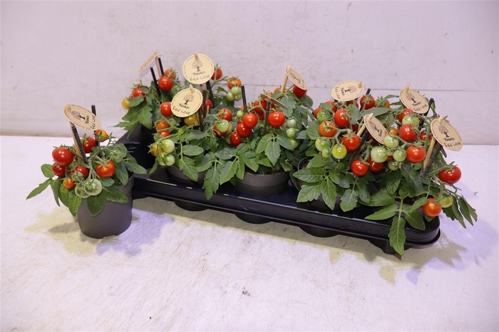 <h4>Tomatenplanten</h4>