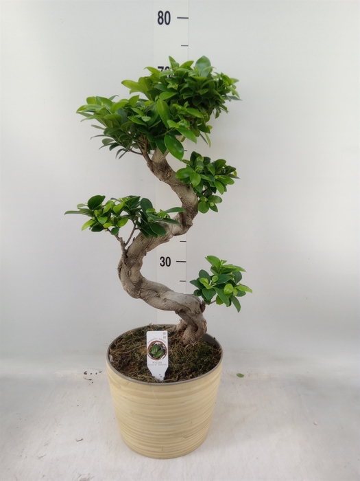 <h4>Ficus microcarpa 'Ginseng'</h4>