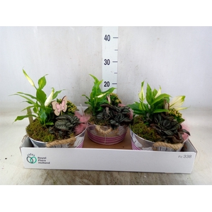 Arr.   Planten H%
