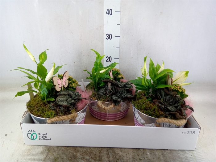 <h4>Arr.   Planten H%</h4>