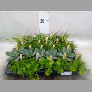 Planten  ..mix