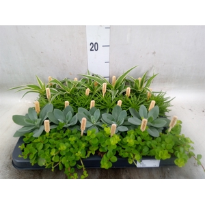 Planten  ..mix