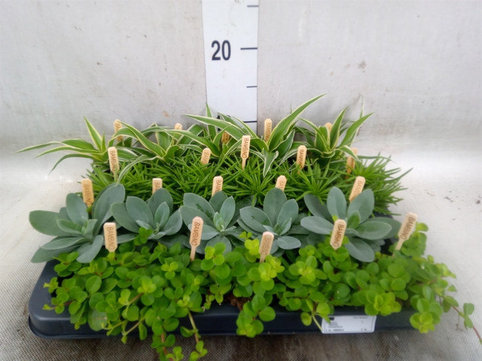 <h4>Planten  ..mix</h4>