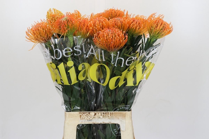 <h4>Nutans Ayoba Peach</h4>