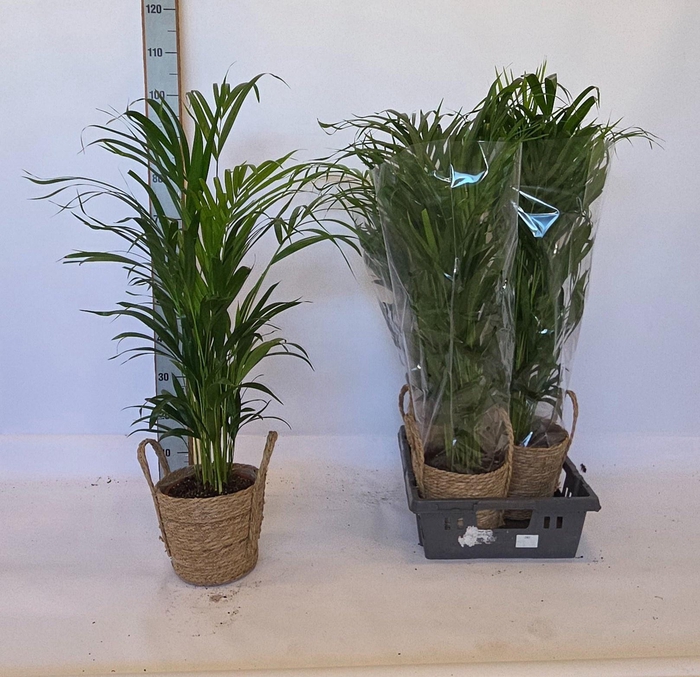 <h4>DYPSIS LUTESCENS</h4>