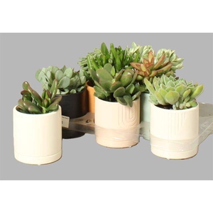 Succulenten mixed 10Ø 20cm