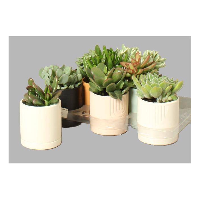 <h4>Succulenten mixed 10Ø 20cm</h4>