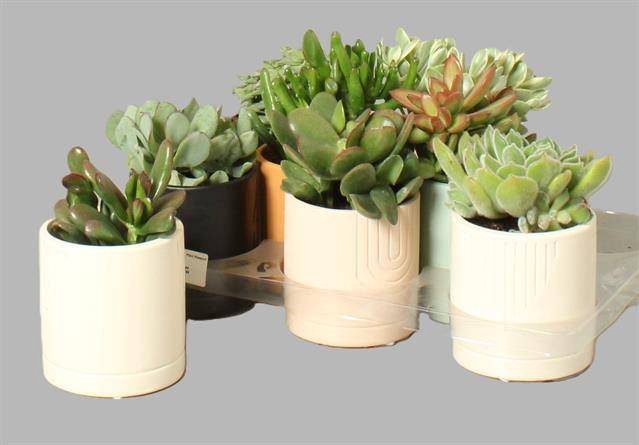 Succulenten mixed 10Ø 20cm