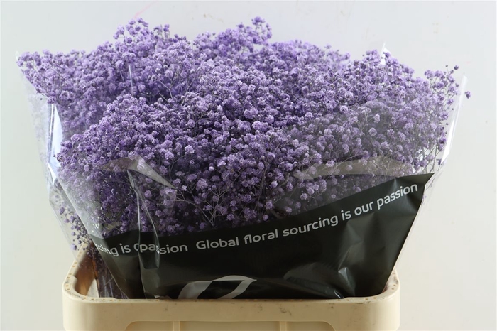 <h4>Gyps Grof Milka (dip)</h4>