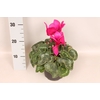 Cyclamen  Super Serie XXL Dark Violet