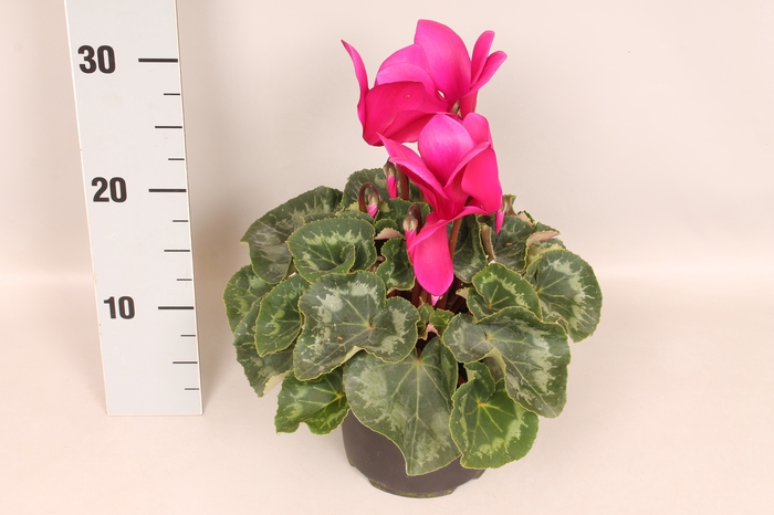 Cyclamen  Super Serie XXL Dark Violet
