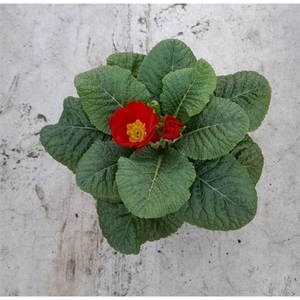 Primula ac. 'Cairo Red'