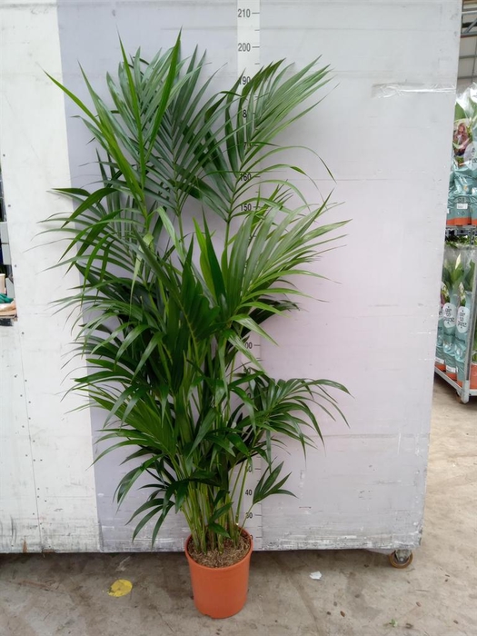 <h4>Howea forsteriana</h4>