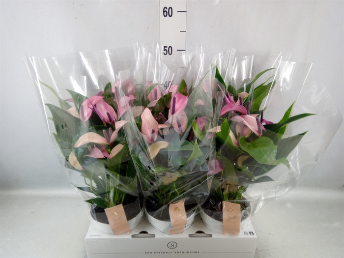 <h4>Anthurium  'Zizou'</h4>