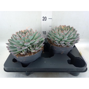 Echeveria  'Apus'