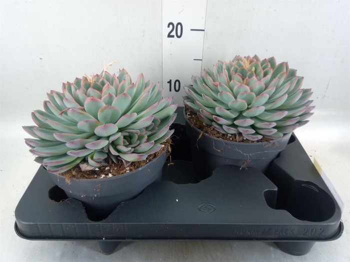 <h4>Echeveria  'Apus'</h4>