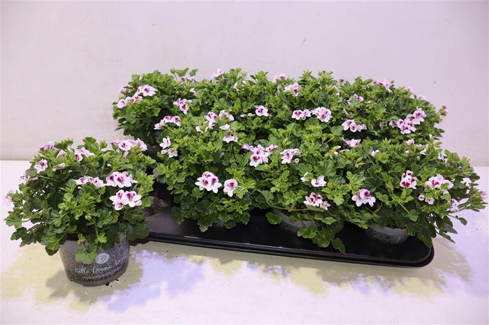 <h4>arr8 Pel Gr Lisa</h4>