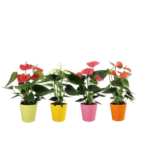 Anthurium 12 cm 4 color mix in Fleur Gloss ceramics