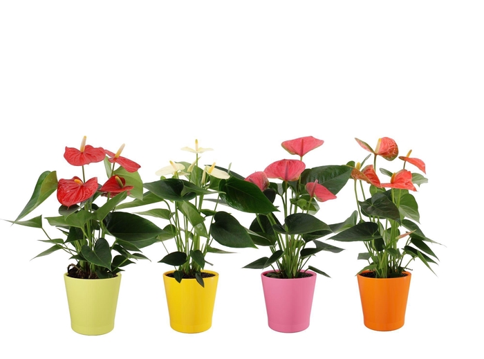 <h4>Anthurium 12 cm 4 color mix in Fleur Gloss ceramics</h4>
