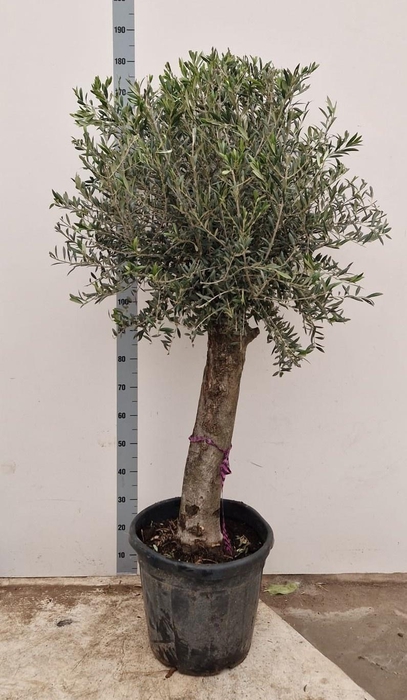 <h4>OLEA EUROPAEA</h4>