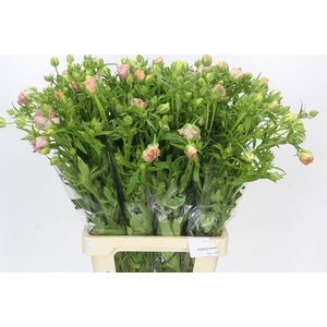 Ranunculus Magical Mascarpone