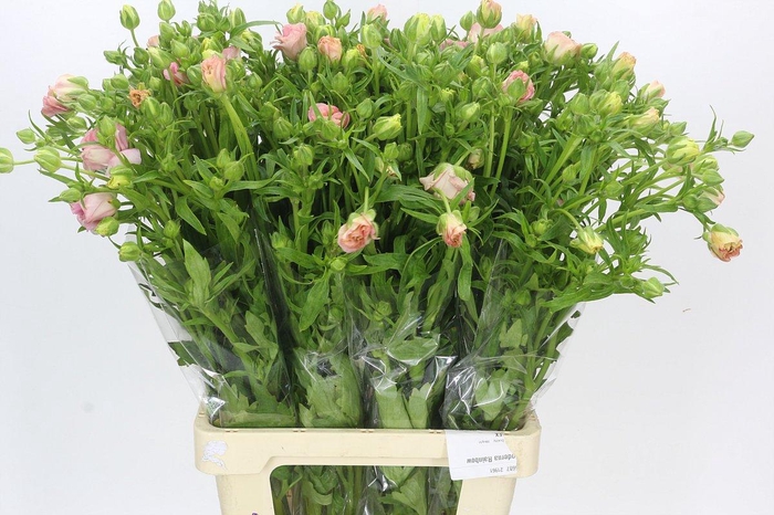 Ranunculus Magical Mascarpone