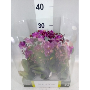 Phalaenopsis multi.   ...lilac