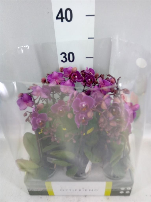 <h4>Phalaenopsis multi.   ...lilac</h4>
