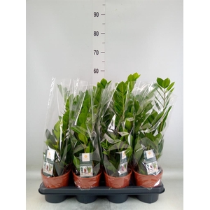 Zamioculcas zamiifolia