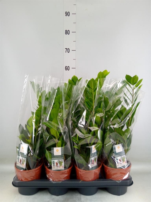 <h4>Zamioculcas zamiifolia</h4>
