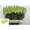 Antirrhinum Nl. Ho Double Yellow
