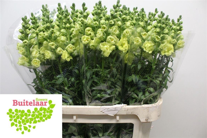 Antirrhinum Nl. Ho Double Yellow