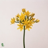Allium Mo Jeannine