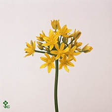 Allium Mo Jeannine