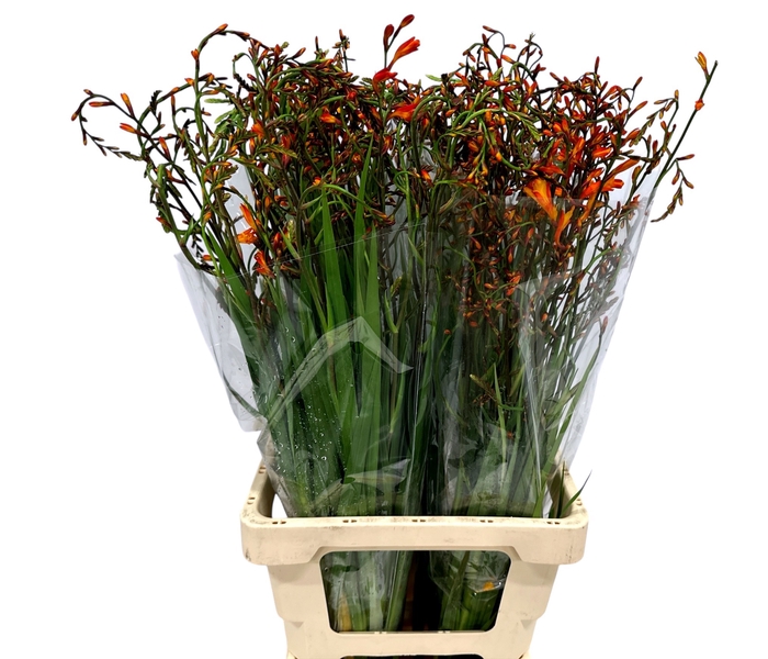 <h4>CROCOS LUCIFER</h4>