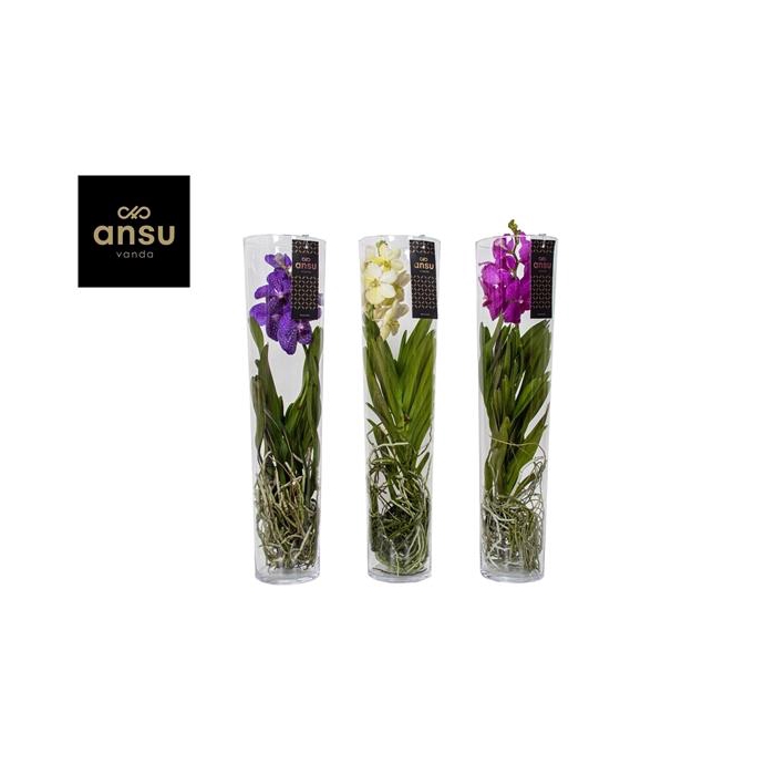 <h4>Vanda Michelle 70 Colour Mix</h4>