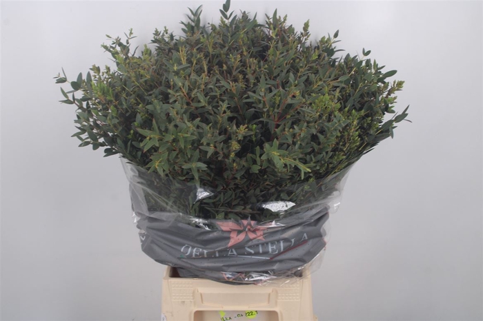 <h4>Euc Parvifolia Per Bunch 300 Gram</h4>