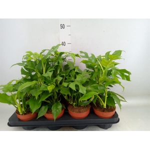 Rhaphidophora tetrasperma