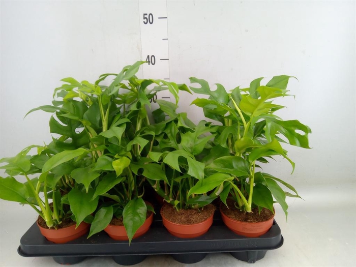 <h4>Rhaphidophora tetrasperma</h4>