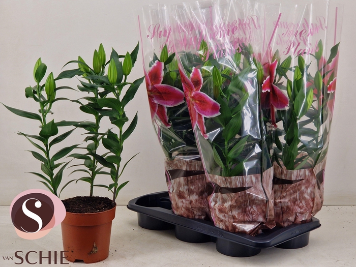 <h4>LIL OR MAGNY COURS</h4>