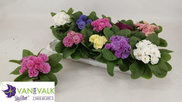 <h4>PRIM AC POMPOM GEM</h4>