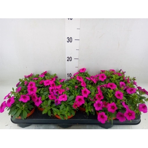 Calibrachoa  'Callie Pink'